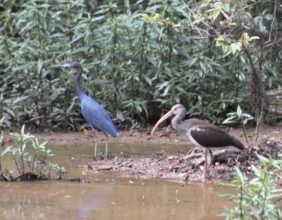 White Ibis (Eudocimus albus)