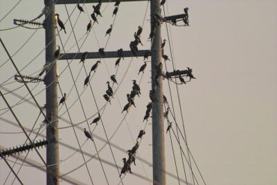 Cormorants (Pelecaniformes Phalacrocoracidae)