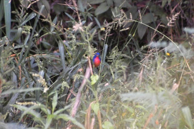 Cardinals  (Passeriformes  Cardinalidae)
