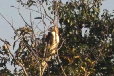 Northern Harrier (Circus cyaneus)