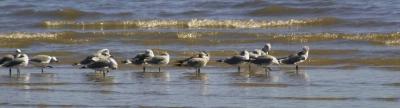 g3/24/630724/3/57269068.franklin_gulls_717.jpg