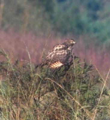 Red-tailed Hawk (Buteo jamaicensis)