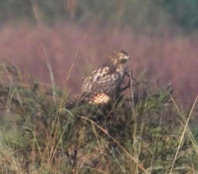 g3/24/630724/3/57269073.hawk690.jpg