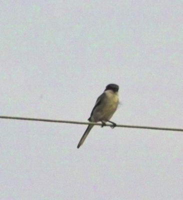 g3/24/630724/3/57271079.shrike755.jpg