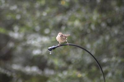 Finches  (Passeriformes Fringillidae)