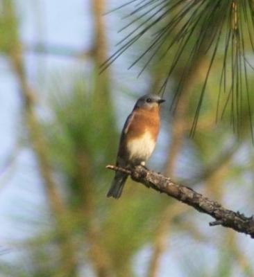 g3/24/630724/3/57274841.bluebird853.jpg