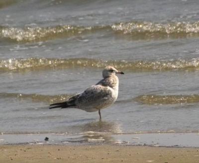 g3/24/630724/3/57276130.herringgull887.jpg