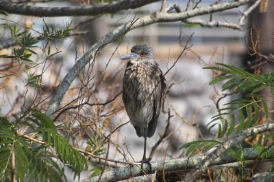 Unidentified Birds