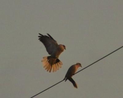 Eurasian Collared-Dove (Streptopelia decaocto)