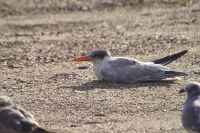 Caspian Tern (Sterna caspia)