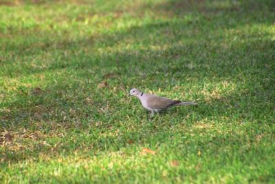 Eurasian Collared-Dove (Streptopelia decaocto)