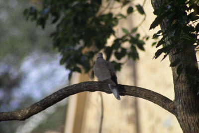 Eurasian Collared-Dove (Streptopelia decaocto)
