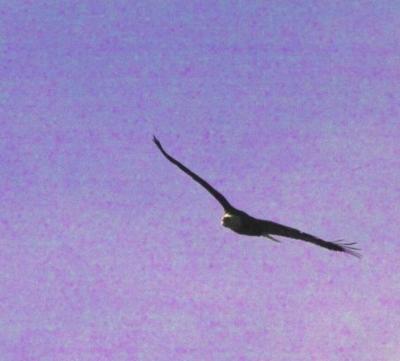 g3/24/630724/3/57292360.baldeagle9217.jpg