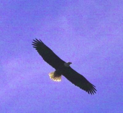 g3/24/630724/3/57292361.baldeagle9218.jpg