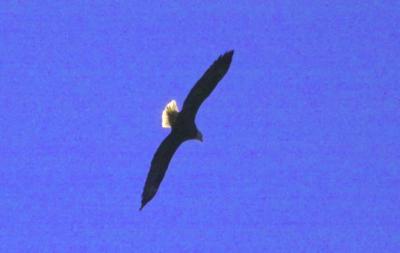 g3/24/630724/3/57292363.baldeagle9219.jpg