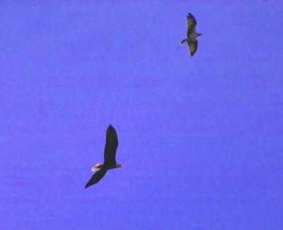 g3/24/630724/3/57292365.baldeagle9220.jpg