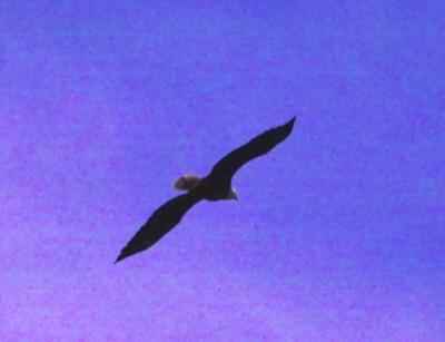 g3/24/630724/3/57292366.baldeagle9221.jpg