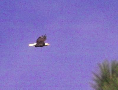 g3/24/630724/3/57292368.baldeagle9222.jpg