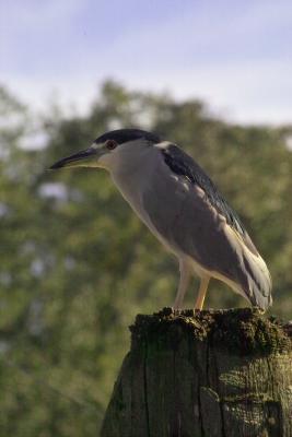 Black-Crowned Night-heron (Nycticorax nycticorax)