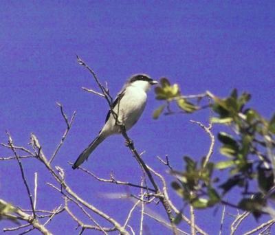 g3/24/630724/3/57292380.loggerheadshrike9265.jpg