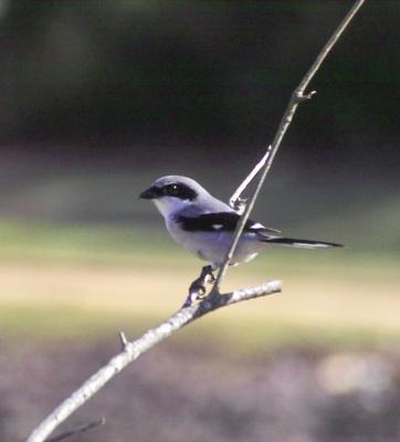 g3/24/630724/3/57292381.loggerheadshrike9269.jpg