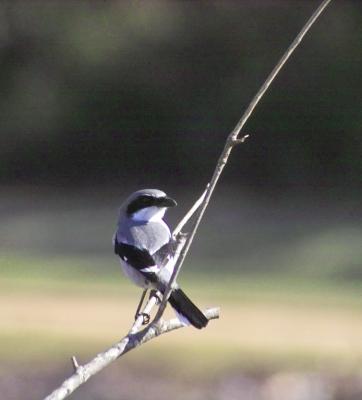 g3/24/630724/3/57292382.loggerheadshrike9270.jpg