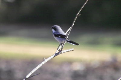 g3/24/630724/3/57292383.loggerheadshrike9271.jpg