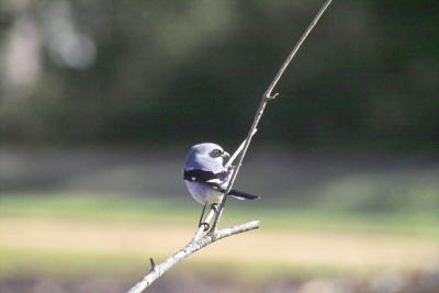 g3/24/630724/3/57292384.loggerheadshrike9272.jpg