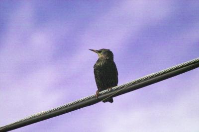 Starlings, Mynas  (Passeriformes Sturnidae)