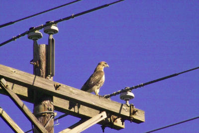 g3/24/630724/3/57302789.IMG09368.jpg