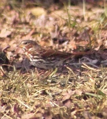 Fox Sparrow (Passerella iliaca)