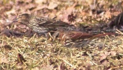 Fox Sparrow (Passerella iliaca)