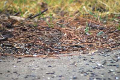 Song Sparrow (Melospiza melodia)