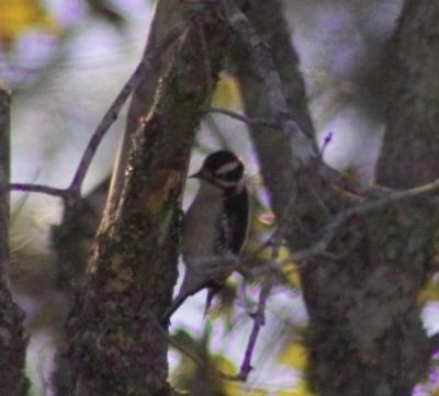 Downy Woodpecker (Picoides pubescens) 