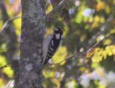 Woodpeckers (Piciformes Picidae)