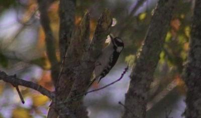Downy Woodpecker (Picoides pubescens) 