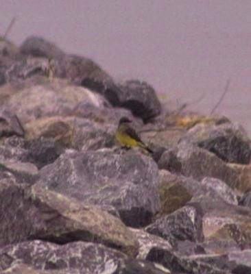 g3/24/630724/3/57630036.westernkingbird09584.jpg