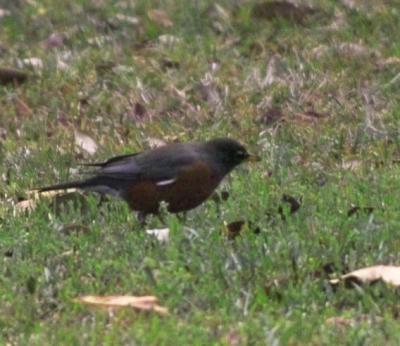 American Robin (Turdus migratorius)