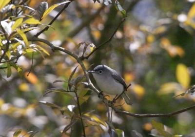 g3/24/630724/3/57662557.bluegraygnatcatcher_img13182.jpg