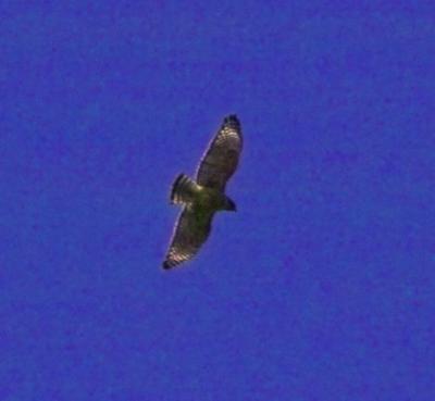 Red-shouldered Hawk  (Buteo lineatus)