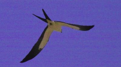 Swallow-tailed Kite (Elanoides forficatus)