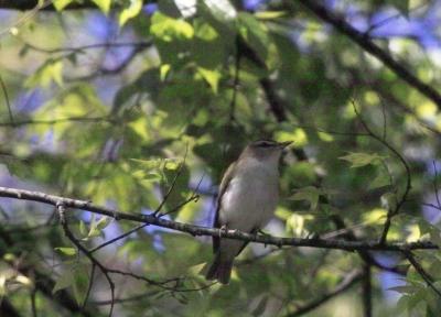Vireos  (Passeriformes Vireonidae)
