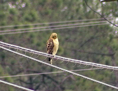 Red-shouldered Hawk (Buteo lineatus)