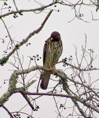 g3/24/630724/3/57788965.redtailedhawk9730.jpg