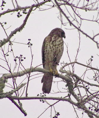 g3/24/630724/3/57788966.redtailedhawk9732.jpg
