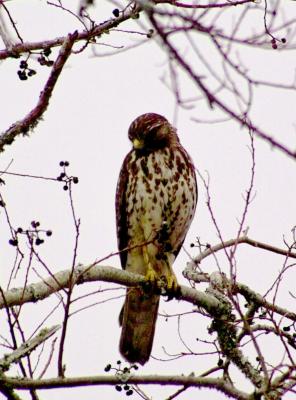 g3/24/630724/3/57788967.redtailedhawk9734.jpg