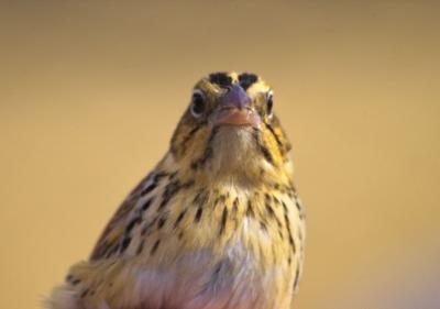 Henslow's Sparrow (Ammodramus henslowii)