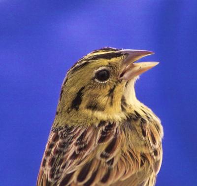 Henslow's Sparrow (Ammodramus henslowii)