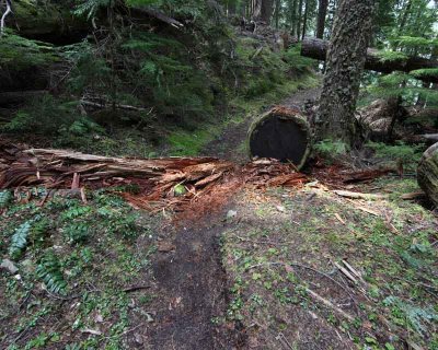 Rotted log on trail