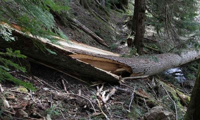 30 windfall on Upper Lake creek Trail